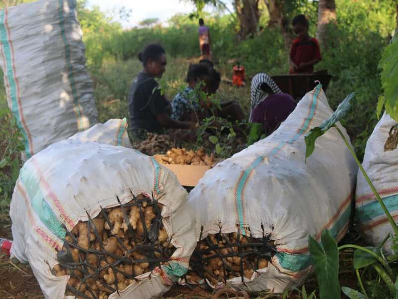 15 Ton Jahe Putih produksi Masyarakat Petani Biak Numfor  Menuju Jayapura