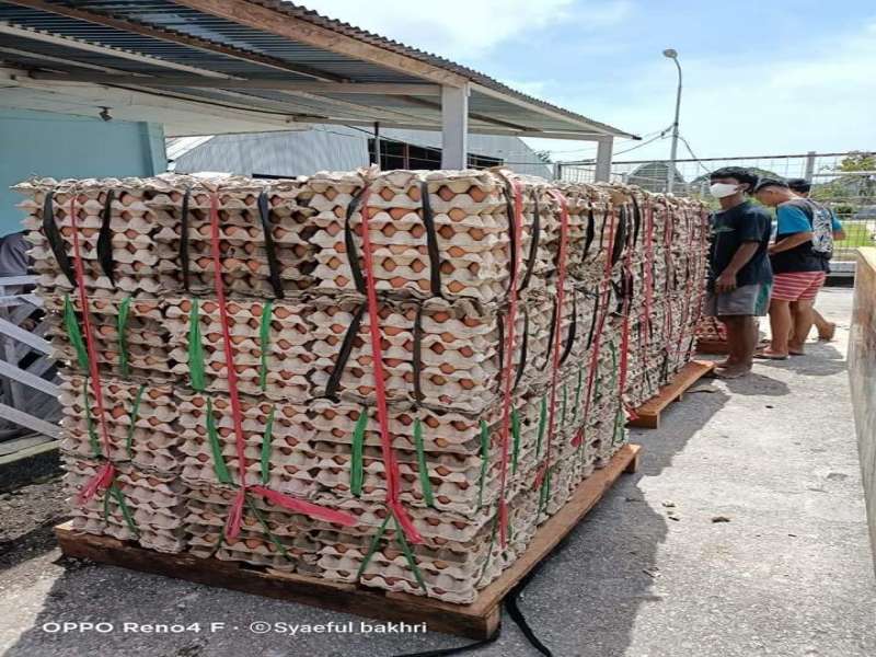 BIAK SURFLUS TELUR LOKAL MAMPU PASOK WILAYAH SEKITAR PAPUA