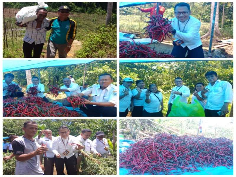 KADIS DPMPTSP MELAKUKAN PANEN CABE KERITING MEWAKILI BAPAK BUPATI PADA RANGKAIAN FESTIVAL BUDAYA BYA